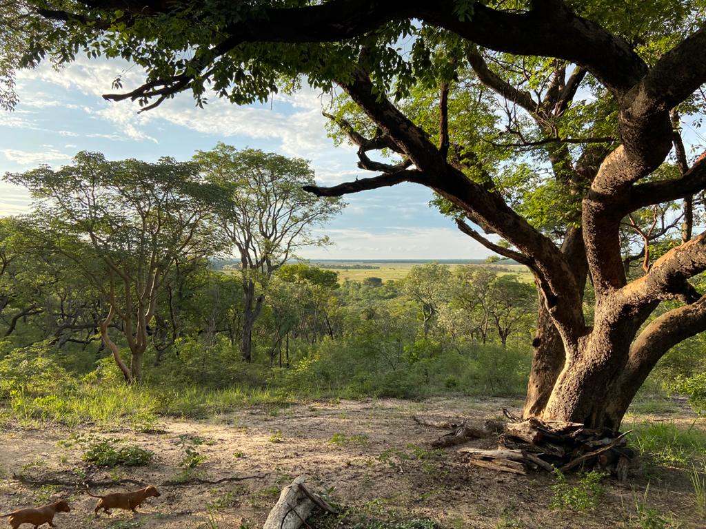 Angola-uncharted-safari-conservation-cuatir