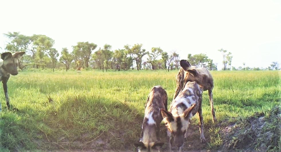wild-dogs-angola-safari-endangered