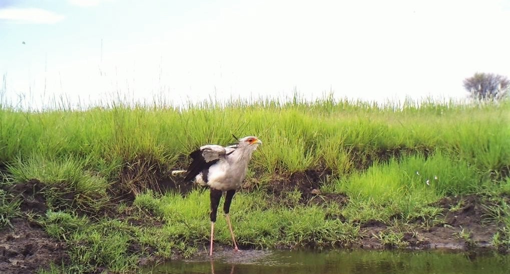 Angola-uncharted-safari-endangered-species-secretary-bird