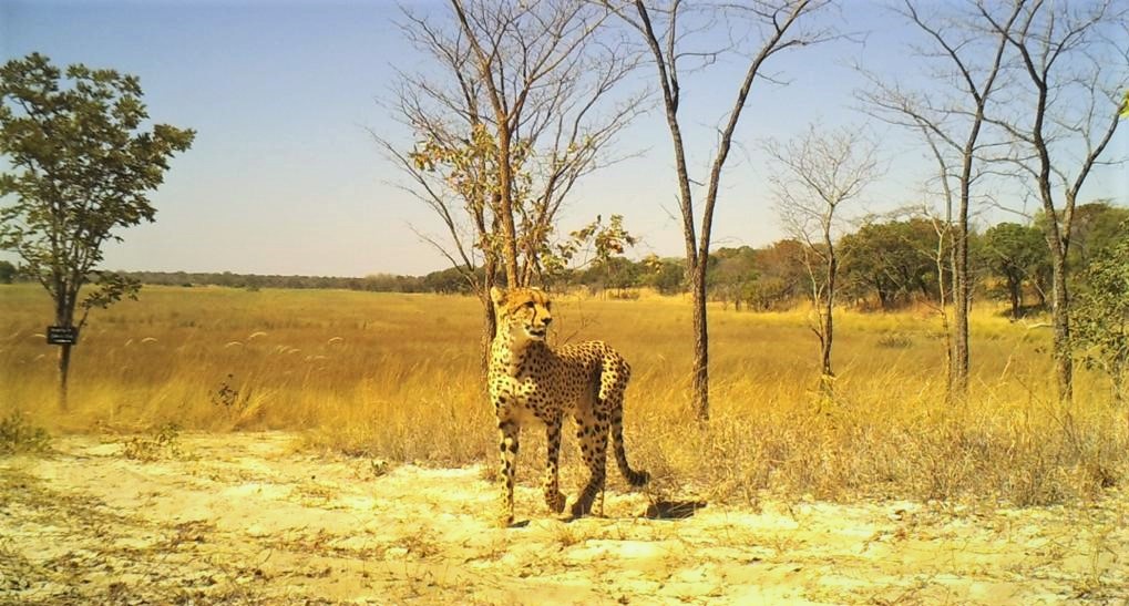 Angola-uncharted-safari-endangered-species
