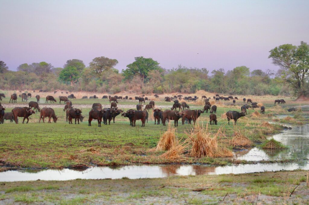 luengue-luiana-buffalo-angola-uncharted-safaris