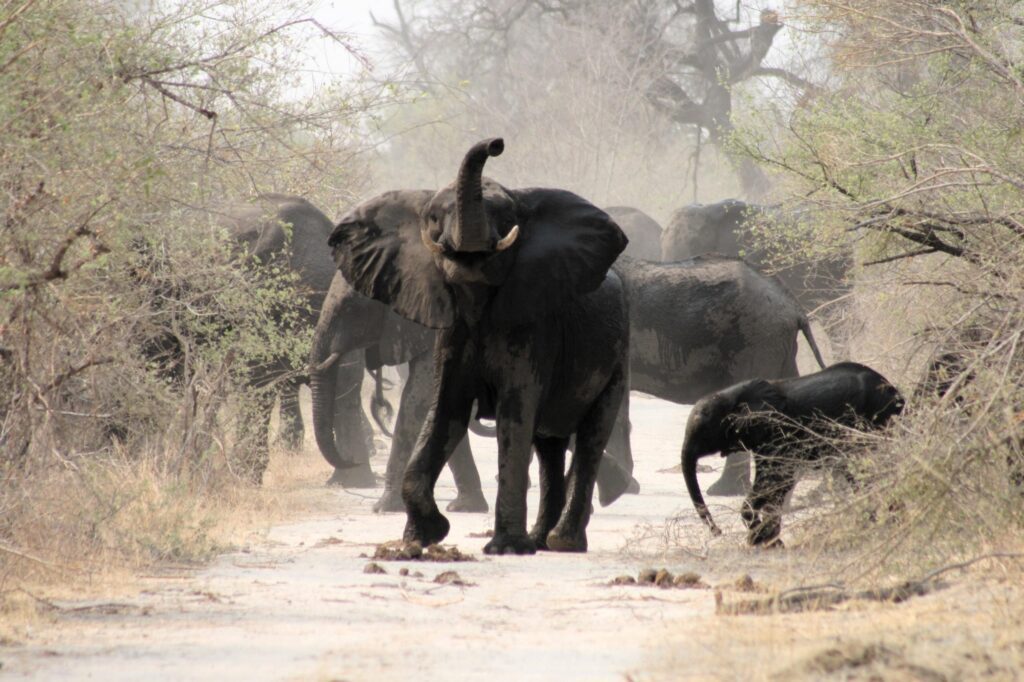 elephant-luengue-luiana-angola-uncharted-safaris