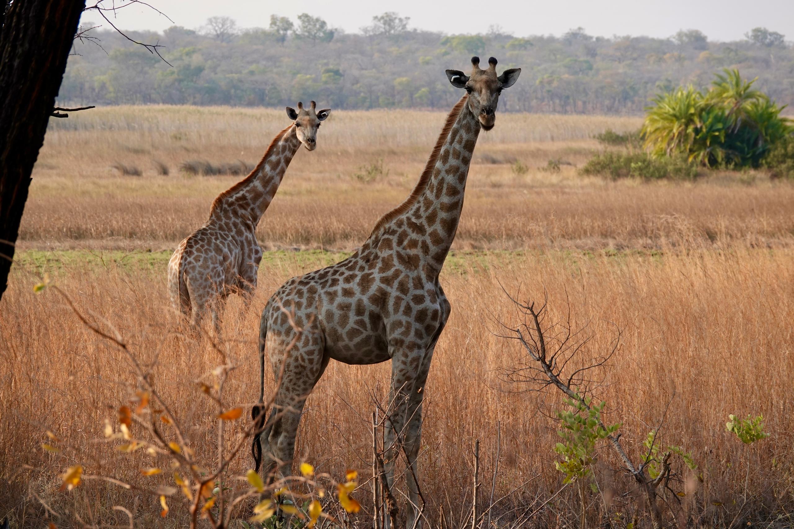 giraffe_cuatir_conservation_angola uncharted safaris