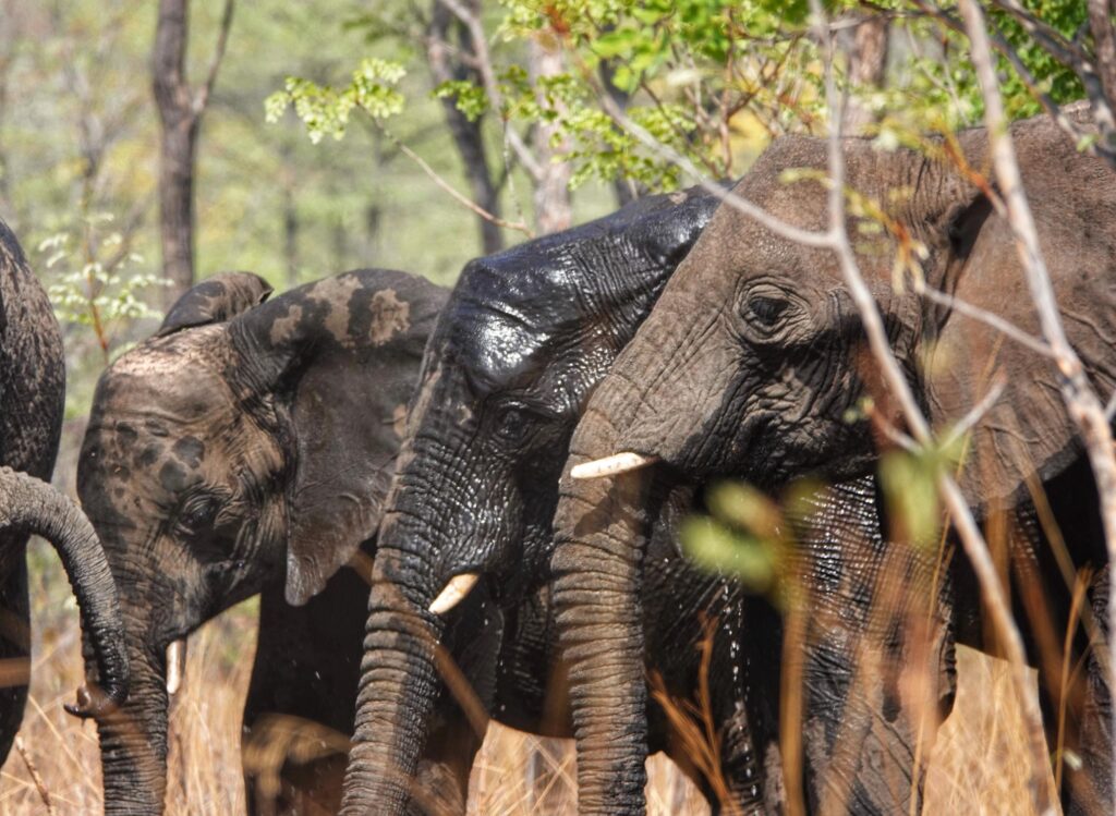 Ungalo uncharted safaris_conservation project_cuatir_translocation of elephants