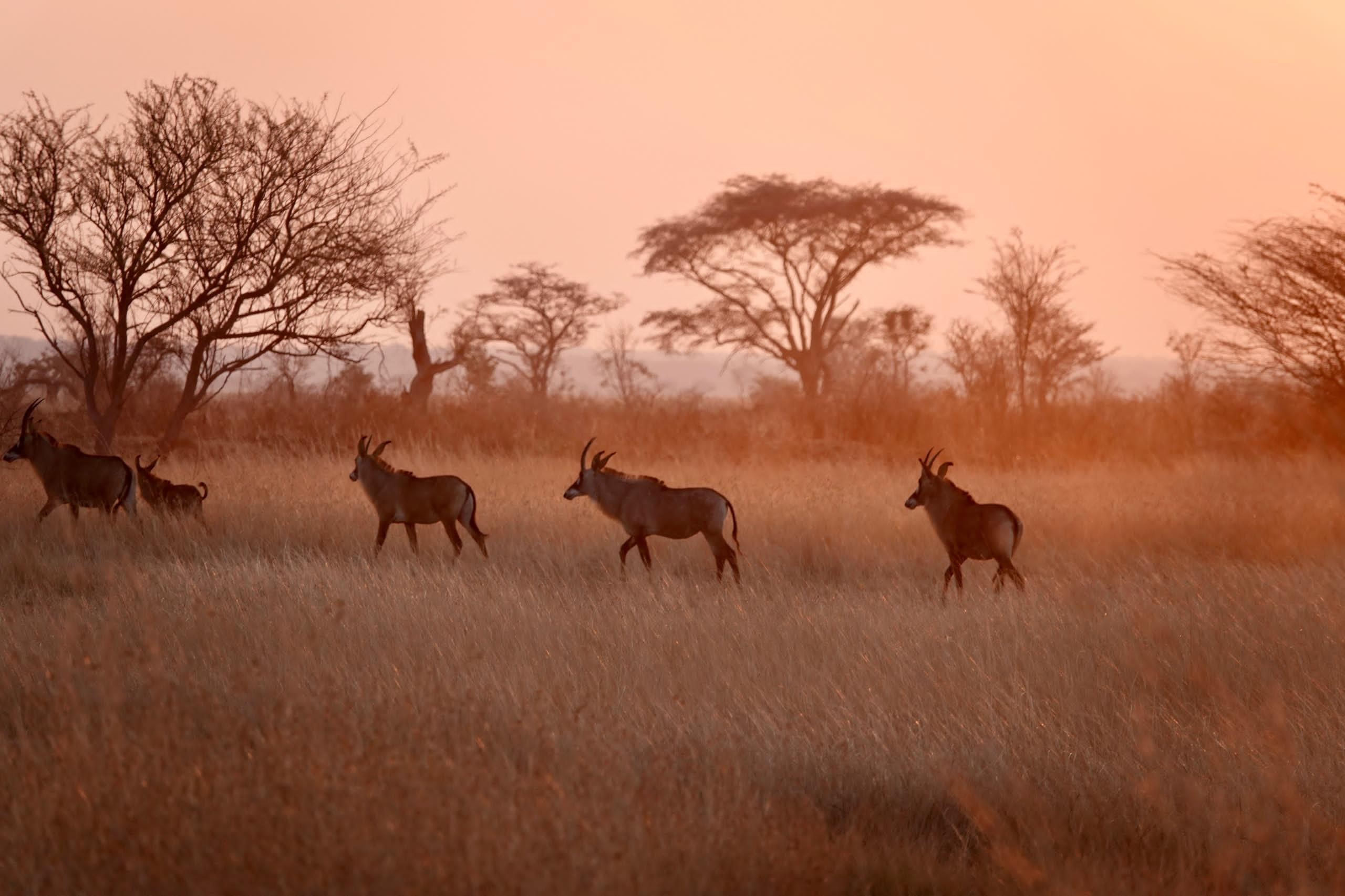 Cuatir_giant sable_angola uncharted safari