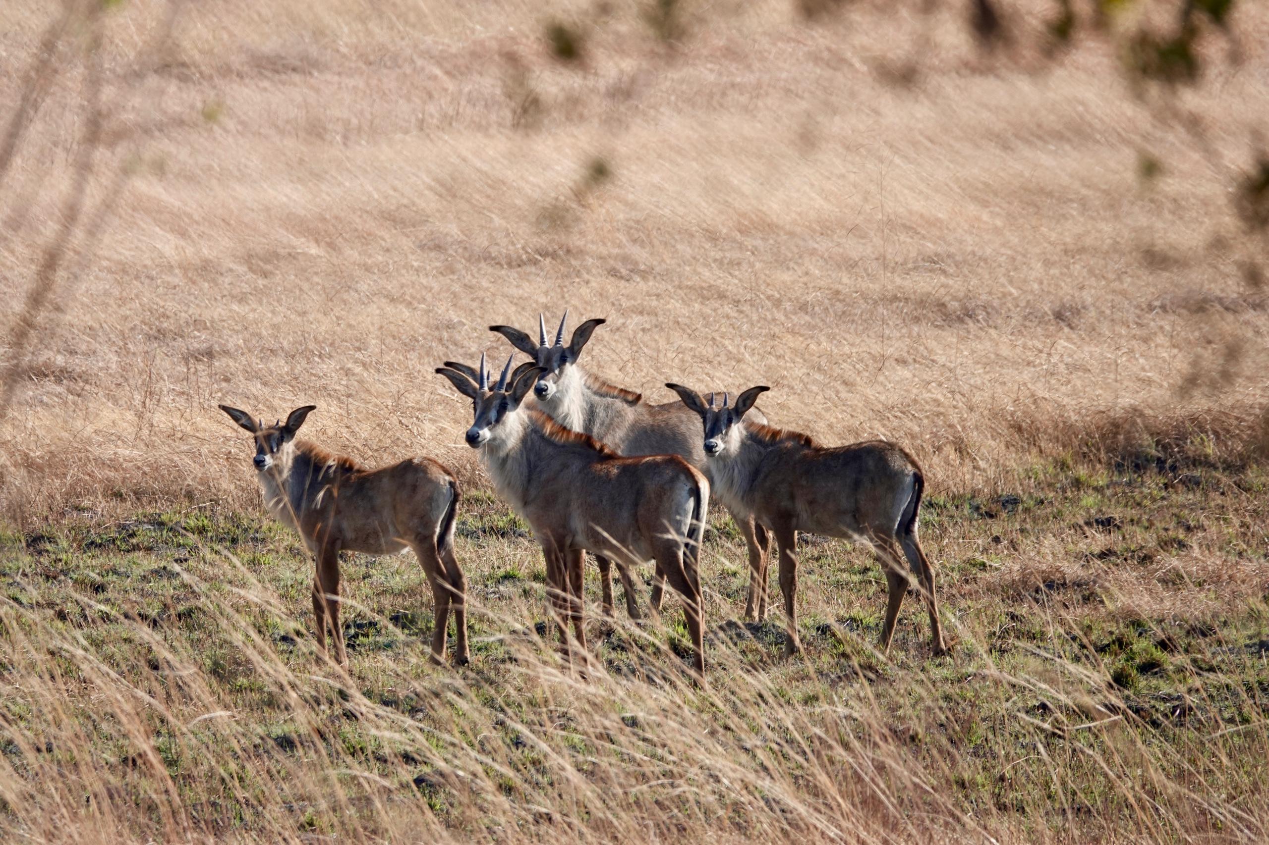 angola uncharted safaris_cuatir_conservation