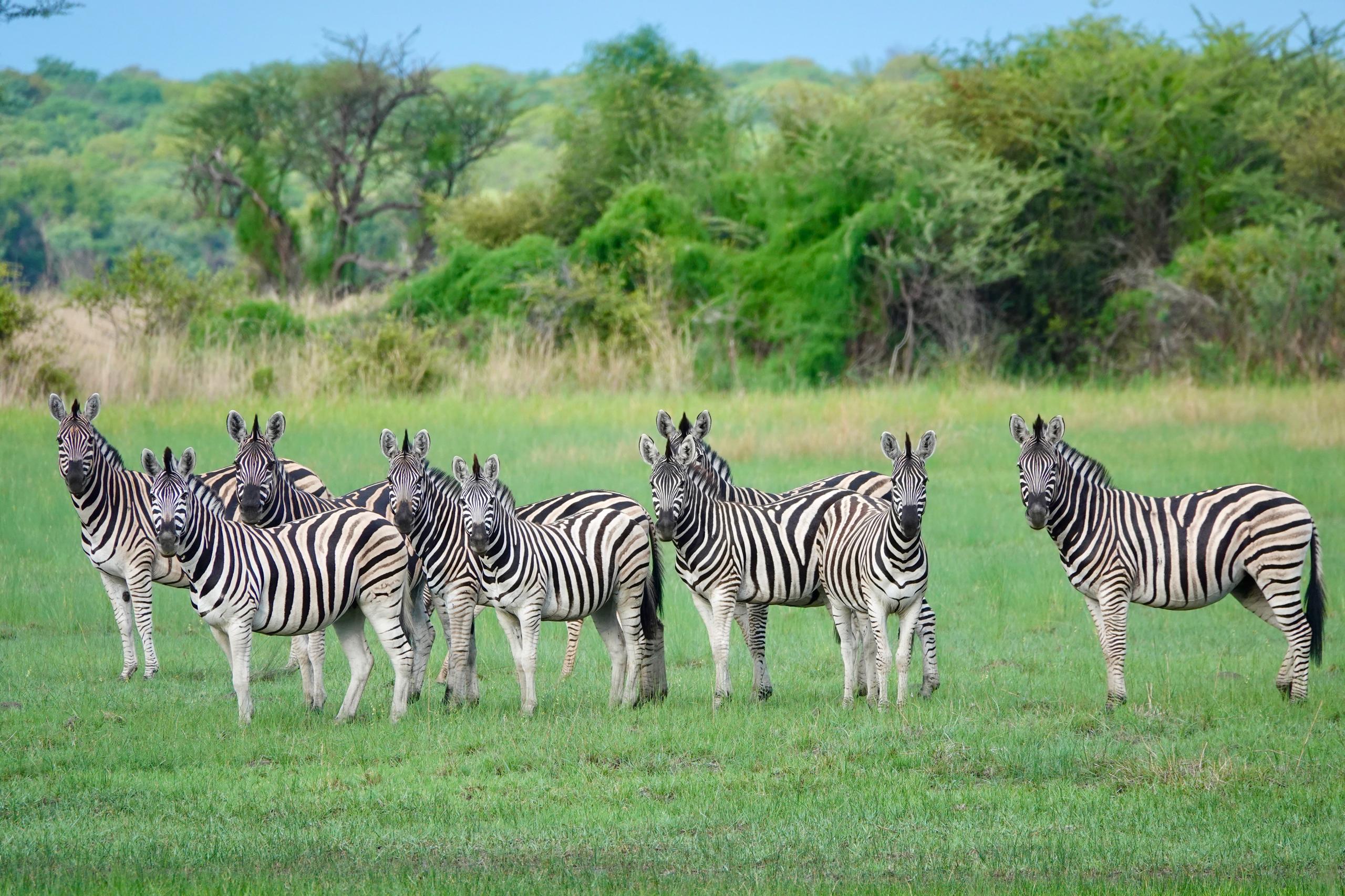 zebra_cuatir_conservation_angola uncharted safaris